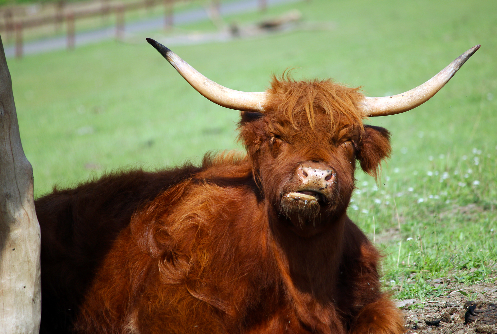 Grabbing The Bull By The Horns